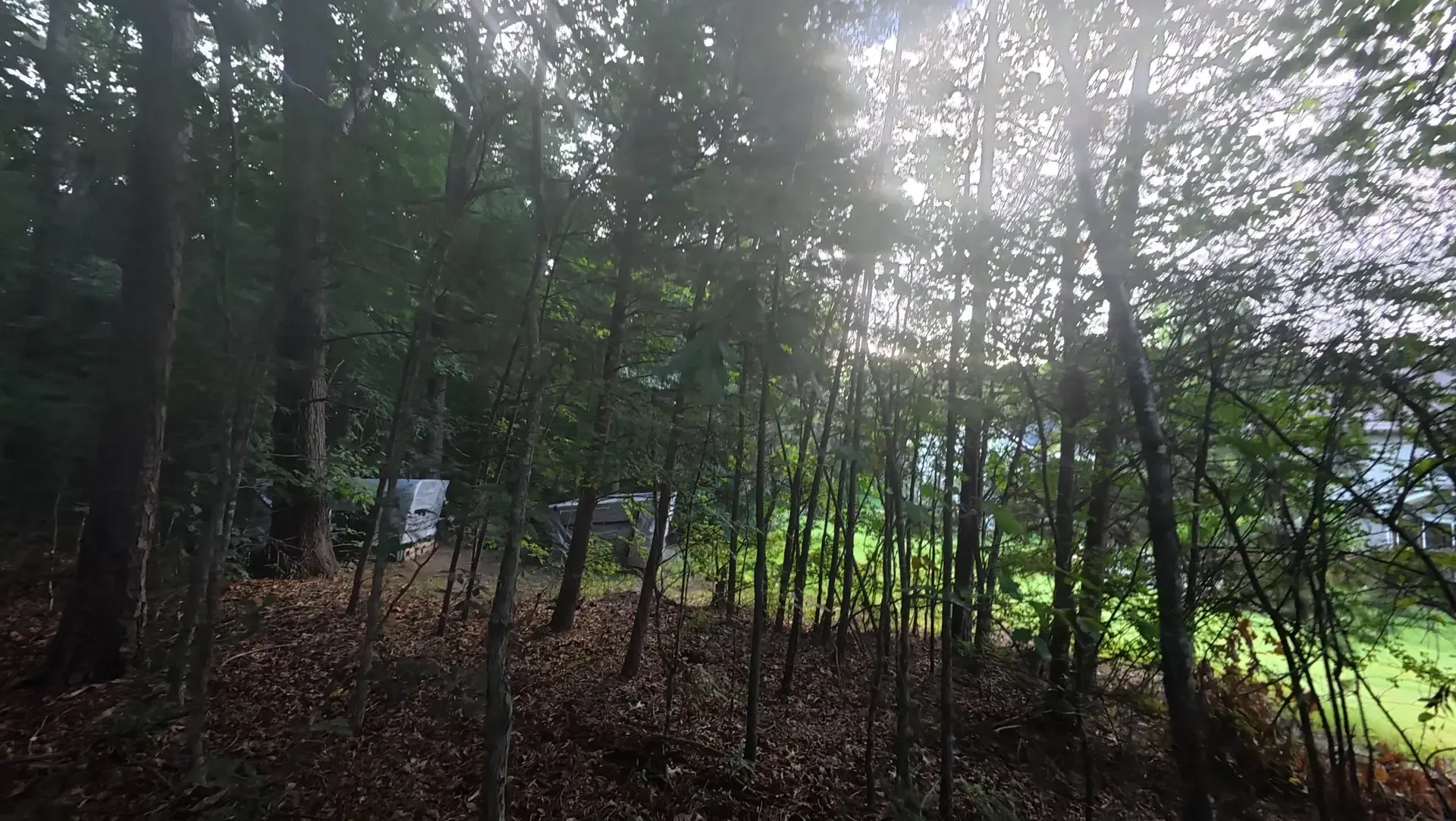 Sunlight filtering through a dense forest of tall trees, with a leaf-covered ground and a small sign in the woods
