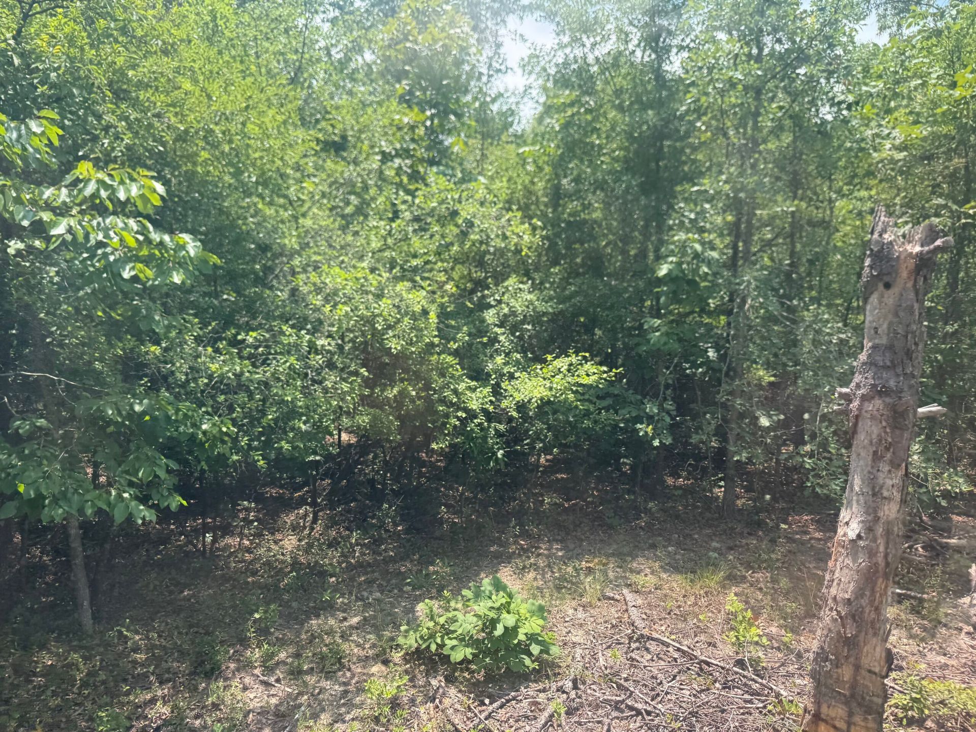 Dense green woodland with a small clearing and a cut tree stump on the right