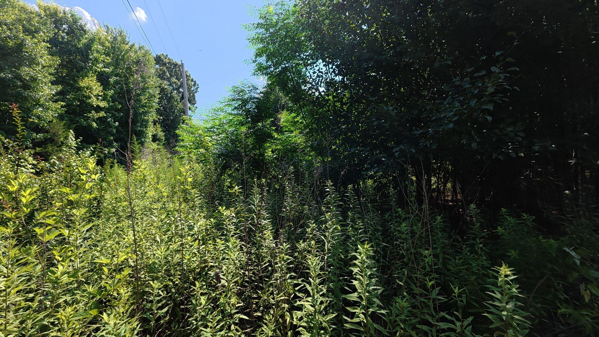 Sunlit overgrown meadow with tall green plants and dense trees under a blue sky