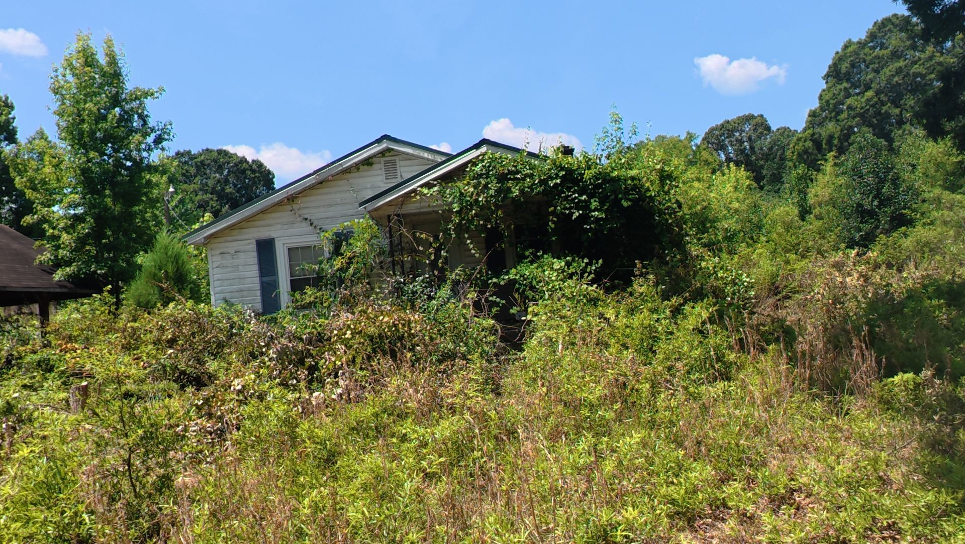 Small white house partly hidden by tall overgrown grass and trees under a bright blue sky.