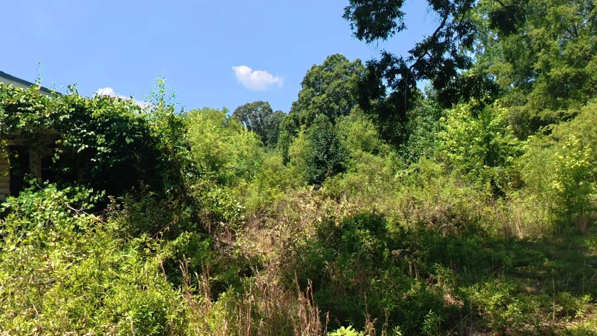Lush green hillside with dense trees, shrubs, and bright blue sky on a sunny day