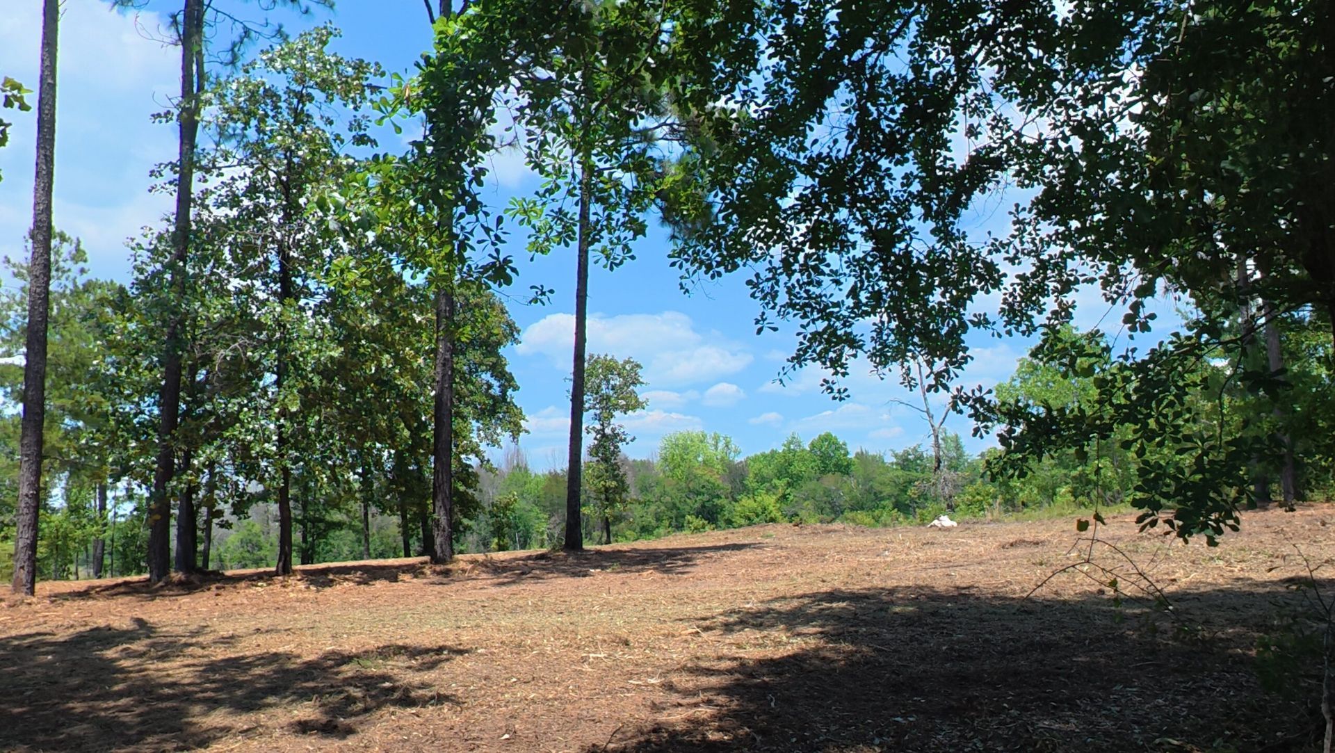Sunny wooded clearing with tall trees, dry ground, and blue sky in the background