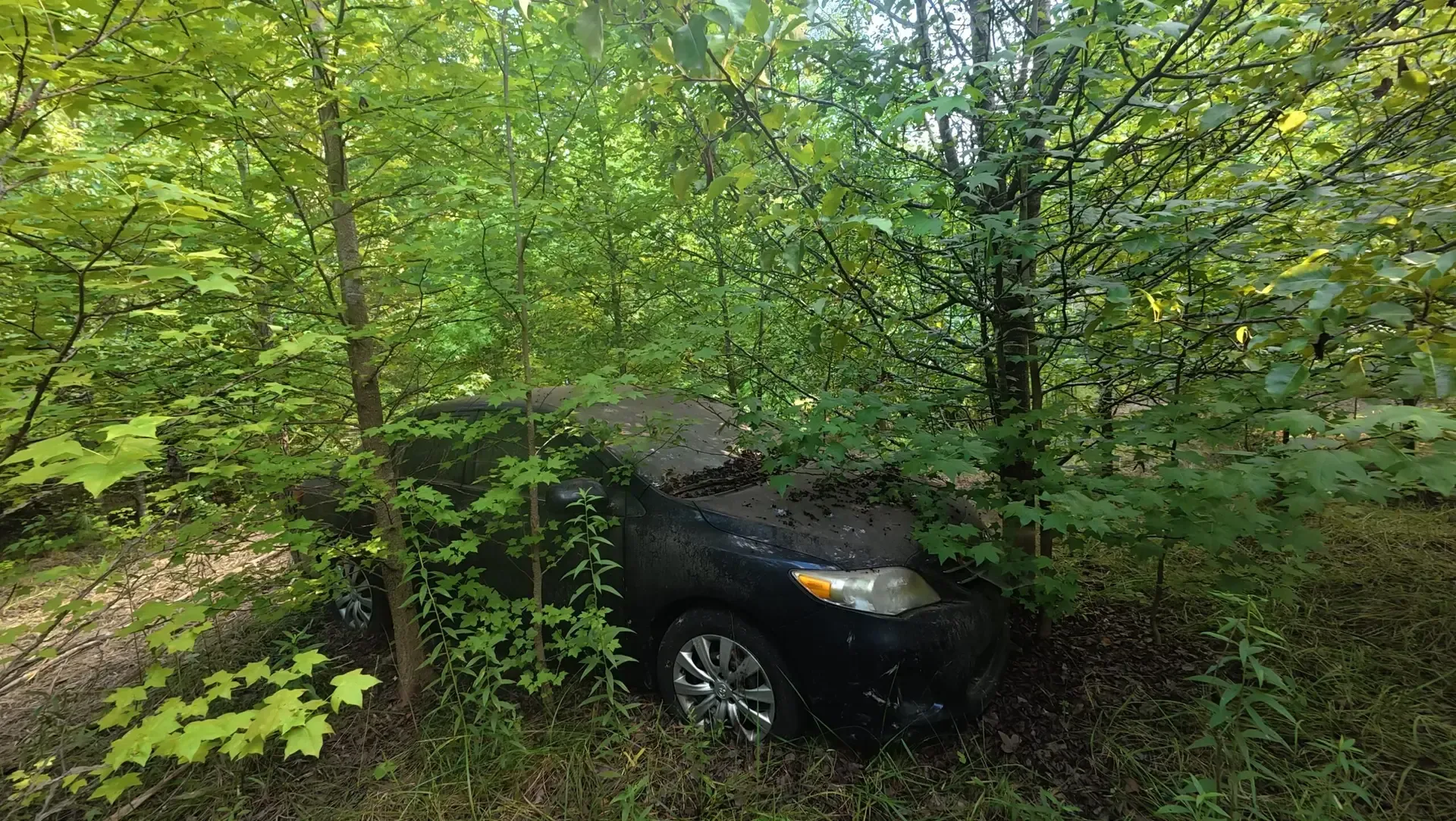 Dark car partly hidden in dense green woods, overgrown with vegetation.