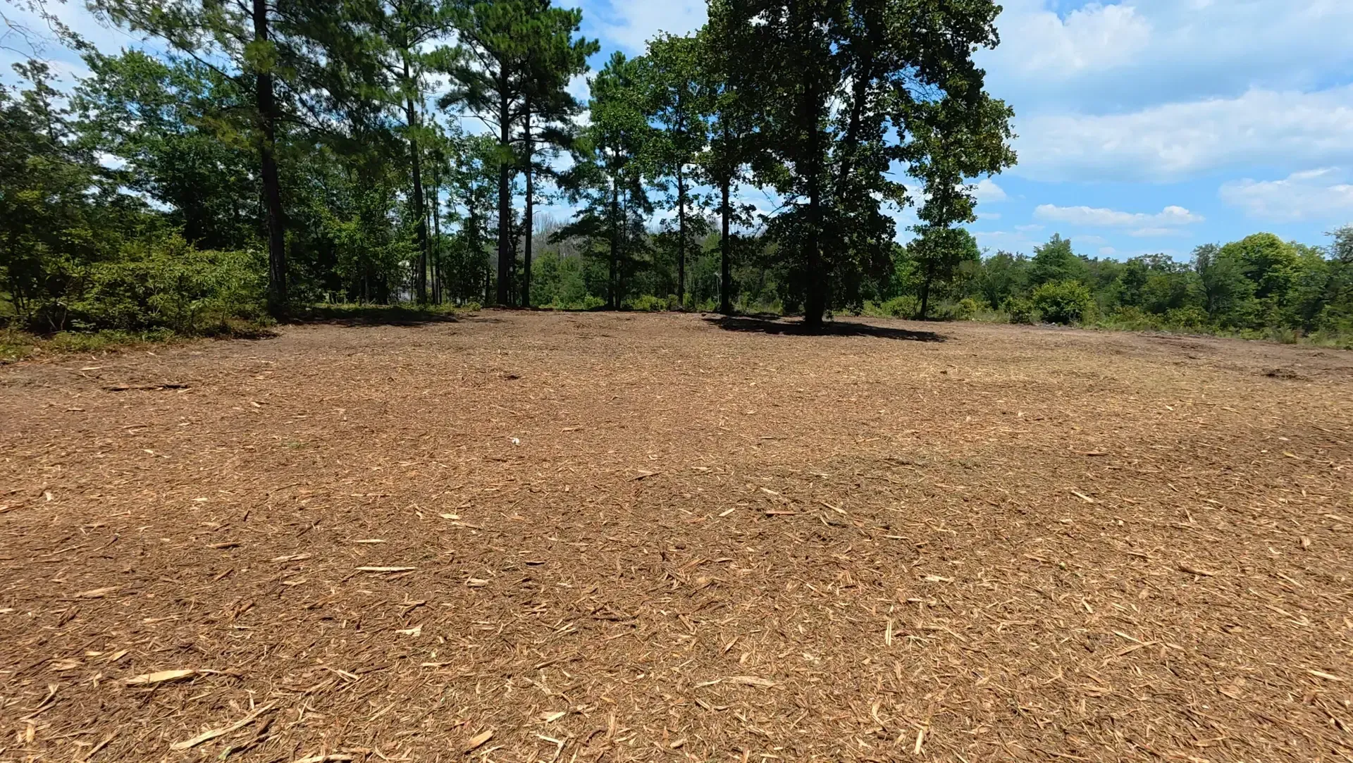 Open woodland clearing with bare brown ground, green trees, and a blue sky.
