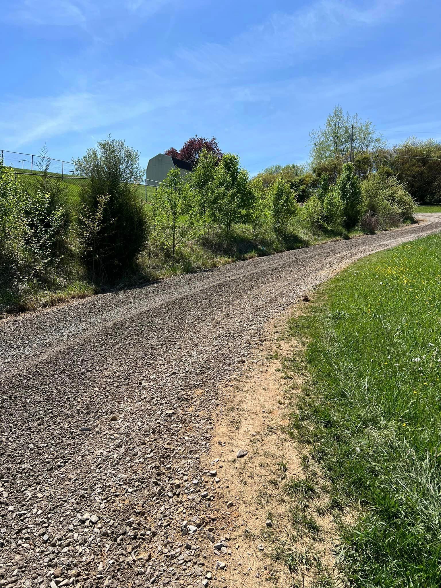 Gravel path curving uphill, lined with young trees and green shrubbery under a blue sky.