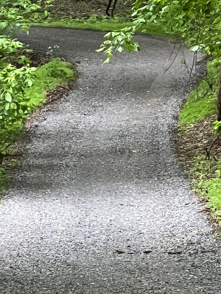 Gravel path winding through a forest, edged by green grass and foliage.
