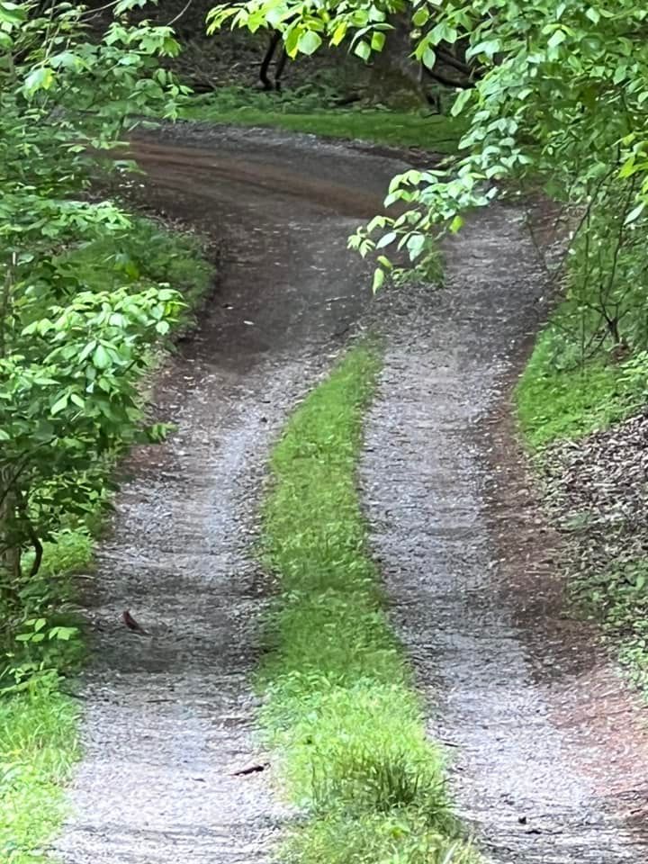 Gravel path splits in two, surrounded by green foliage, in a forest setting.