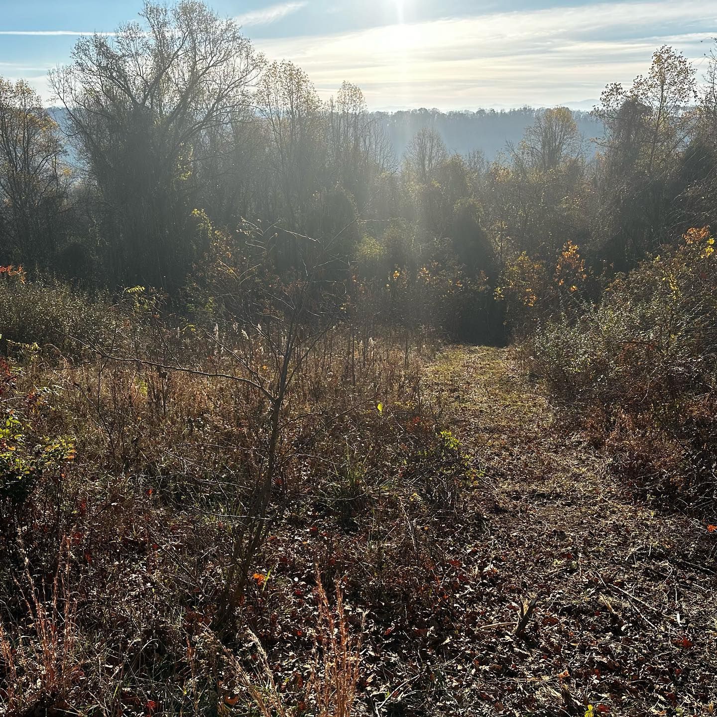 Sunlit path through a field with dry brush and trees, leading to a distant hillside.