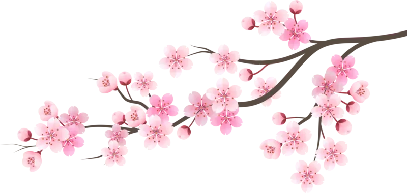 Illustration of cherry blossom branches with light pink flowers blooming on dark brown stems against a white background.