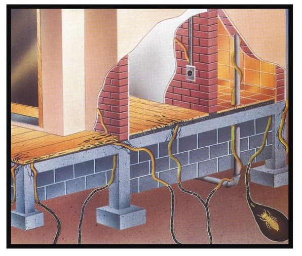 termitas molex fumigaciones