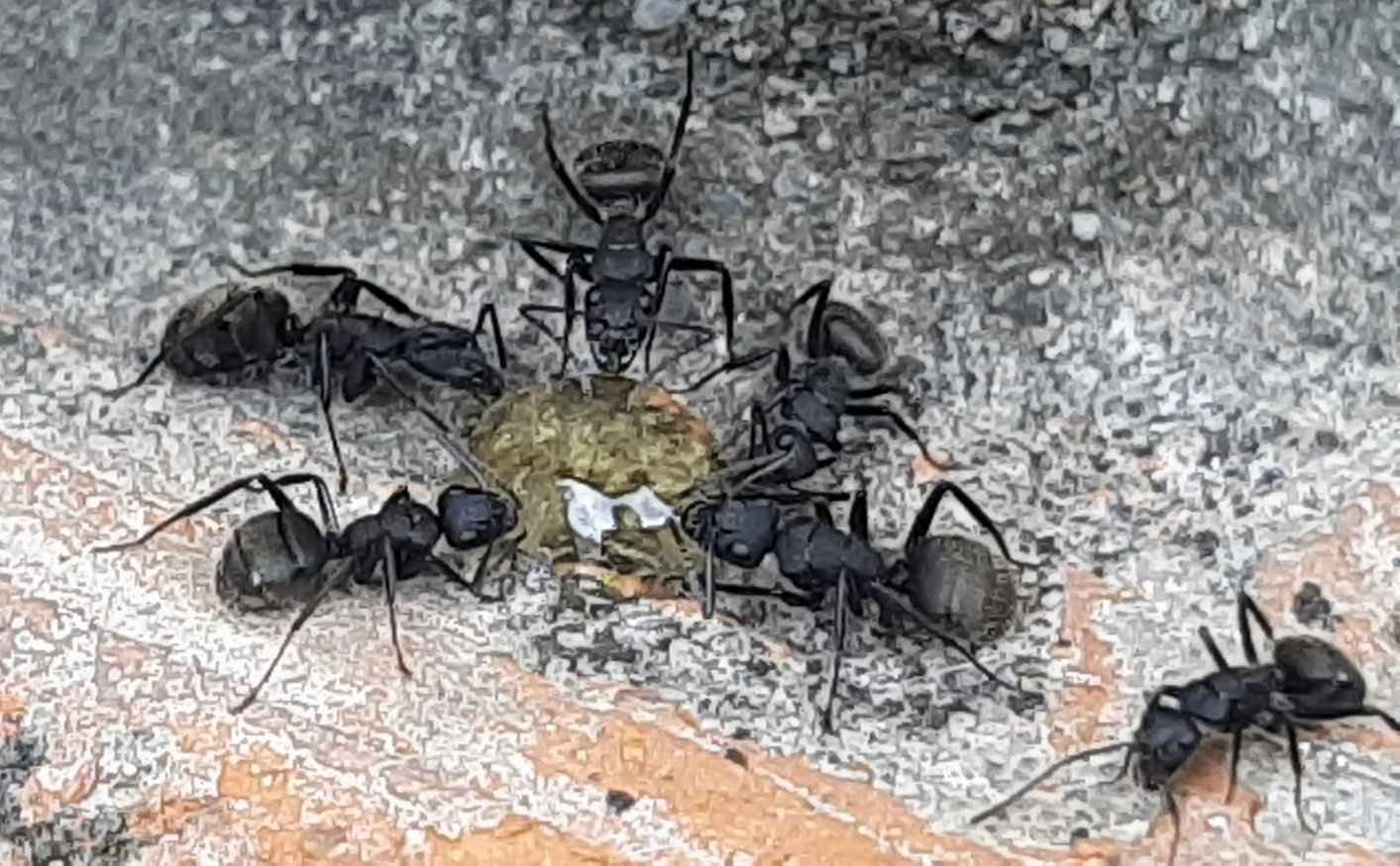 hormiga molex fumigaciones
