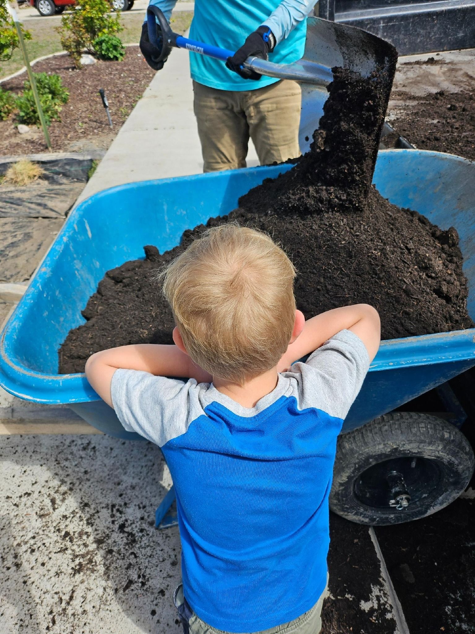 Boy watches compost being shoveled into a blue wheelbarrow outdoors.