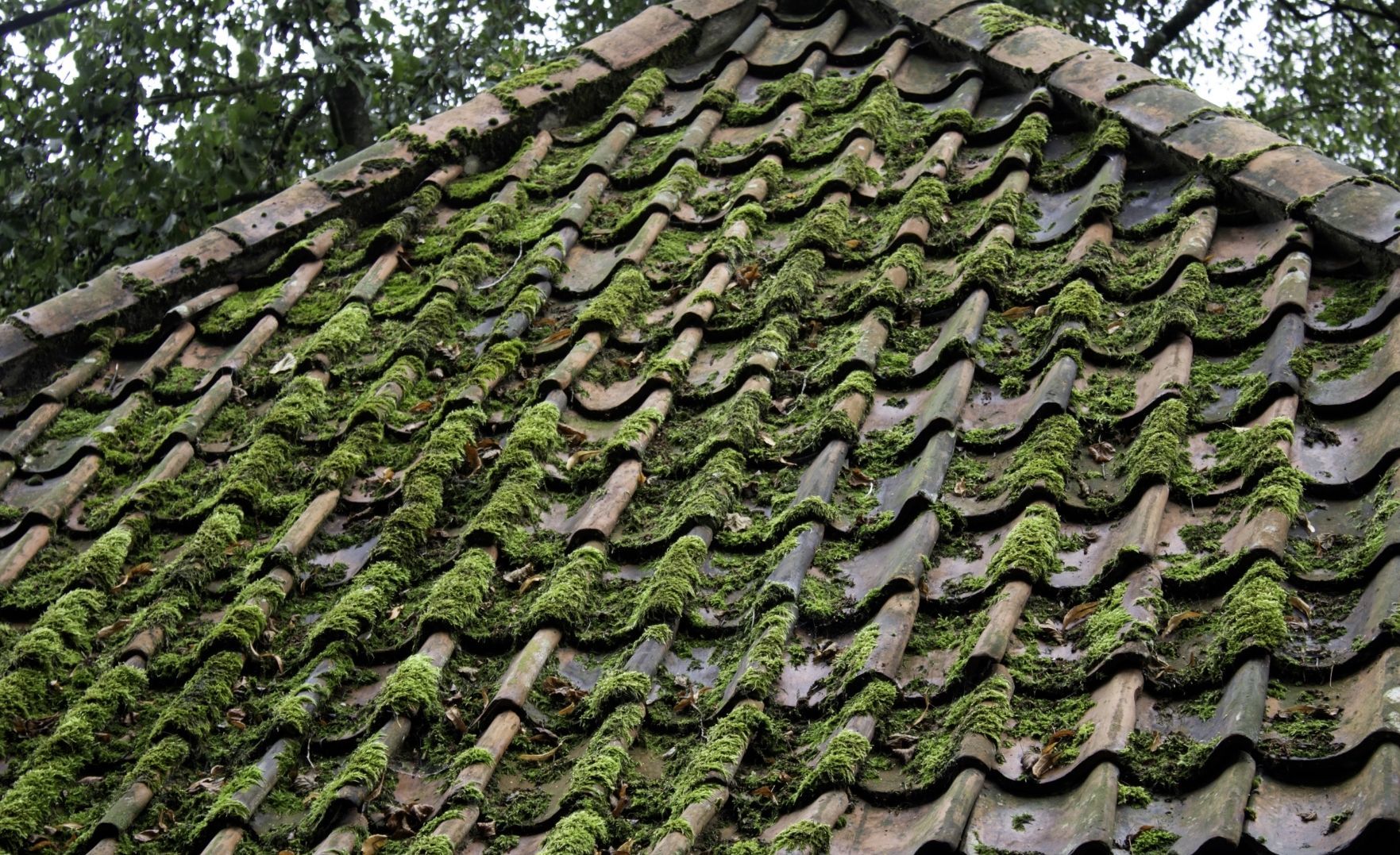 A close-up of a weathered, sloping roof covered in thick green moss, with brown ceramic tiles visible beneath.