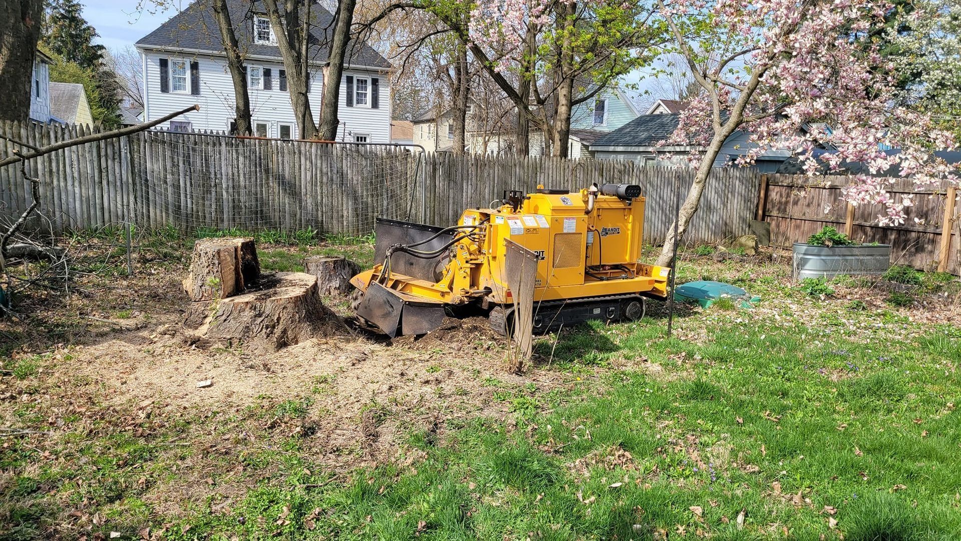 Yellow skid steer clearing dirt in a grassy backyard near a fence and trees.