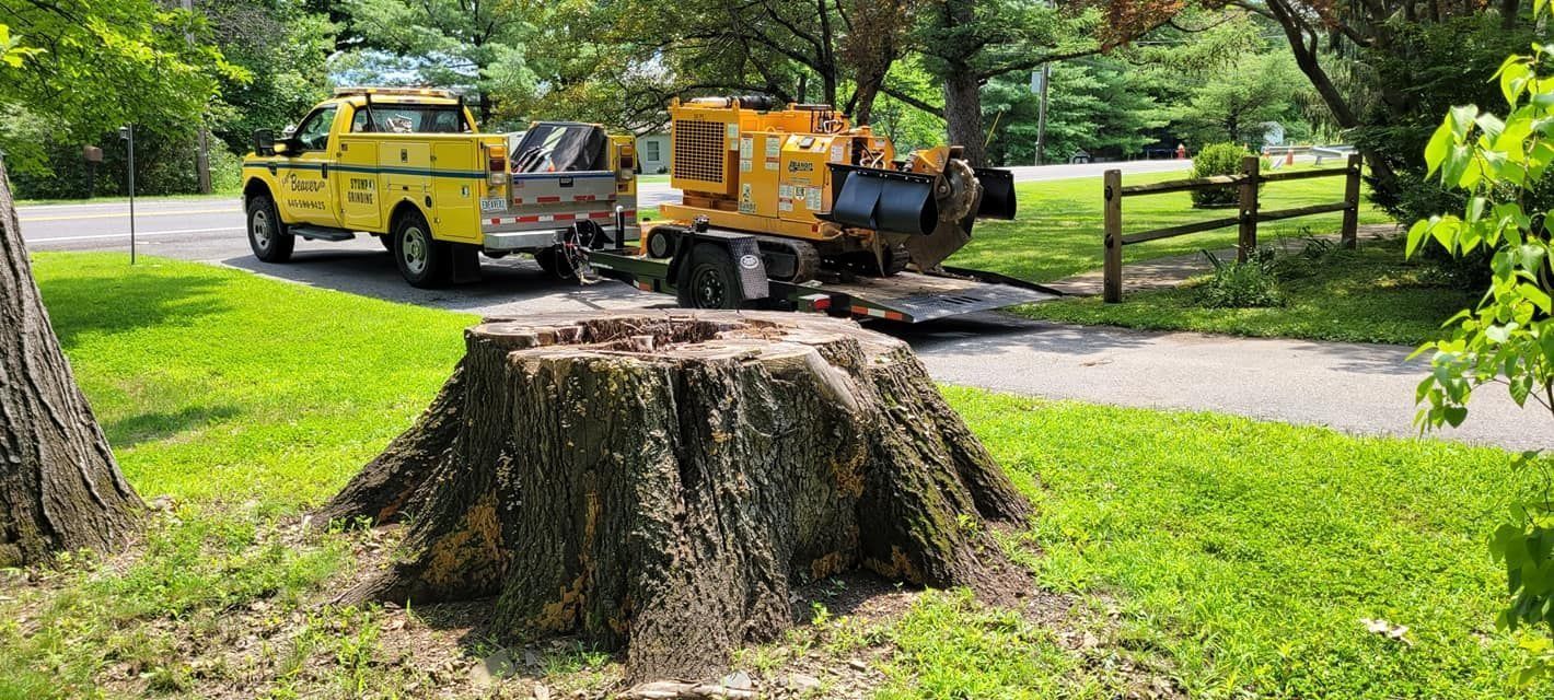 Yellow utility trucks parked by a large tree stump in a green park.