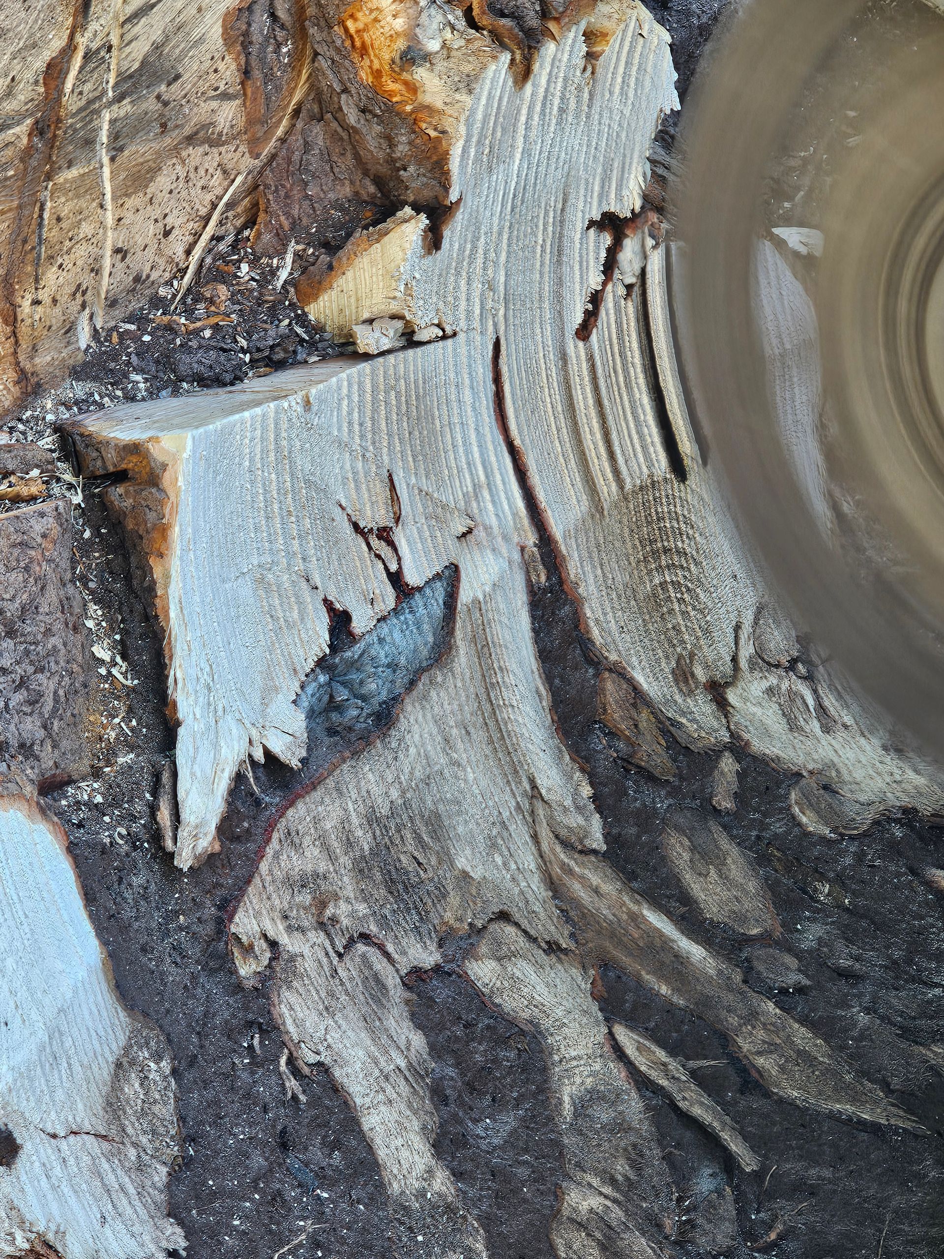 Close-up of weathered tree bark with a circular cut wood grain on the right.