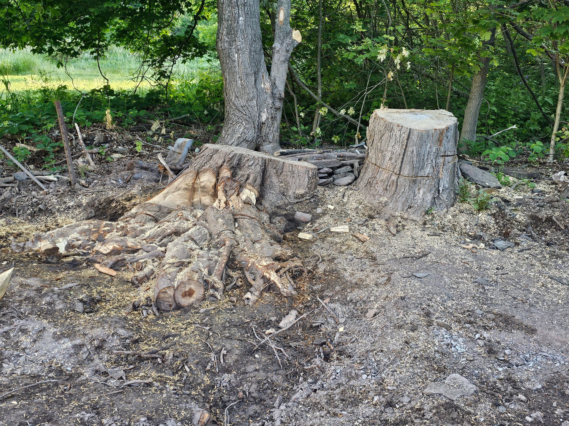 Cut tree stump and piled logs on bare ground at the edge of a wooded area