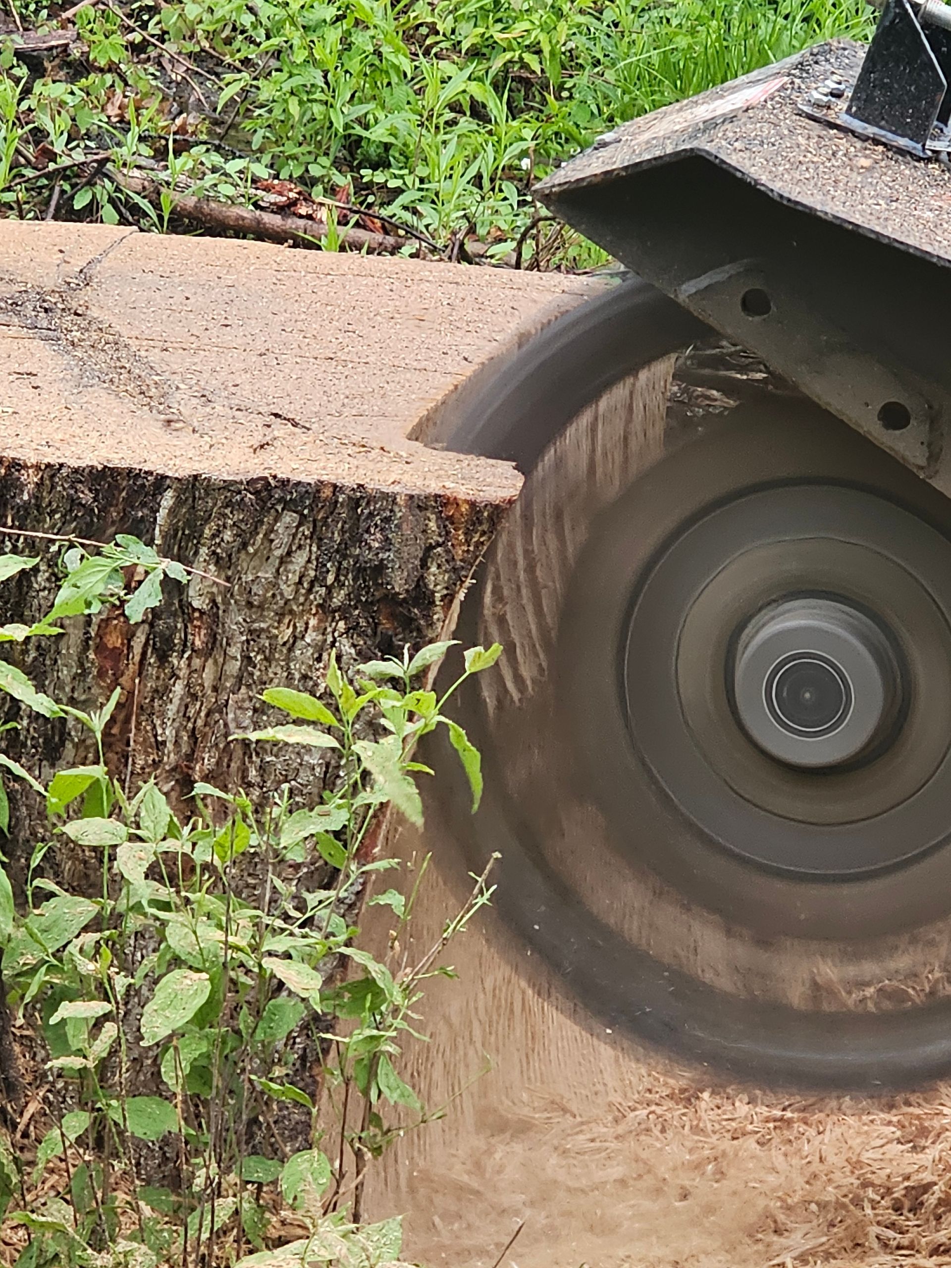 Tree stump being cut with a chainsaw, sawdust flying from the blade.