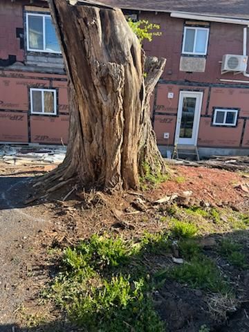 Large weathered tree stump in a grassy dirt area in front of a brick apartment building
