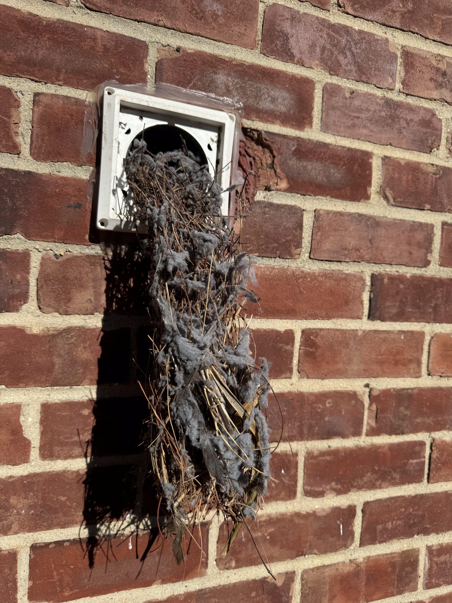 A brick wall with a clogged dryer vent in it and a bunch of debris hanging out of it.