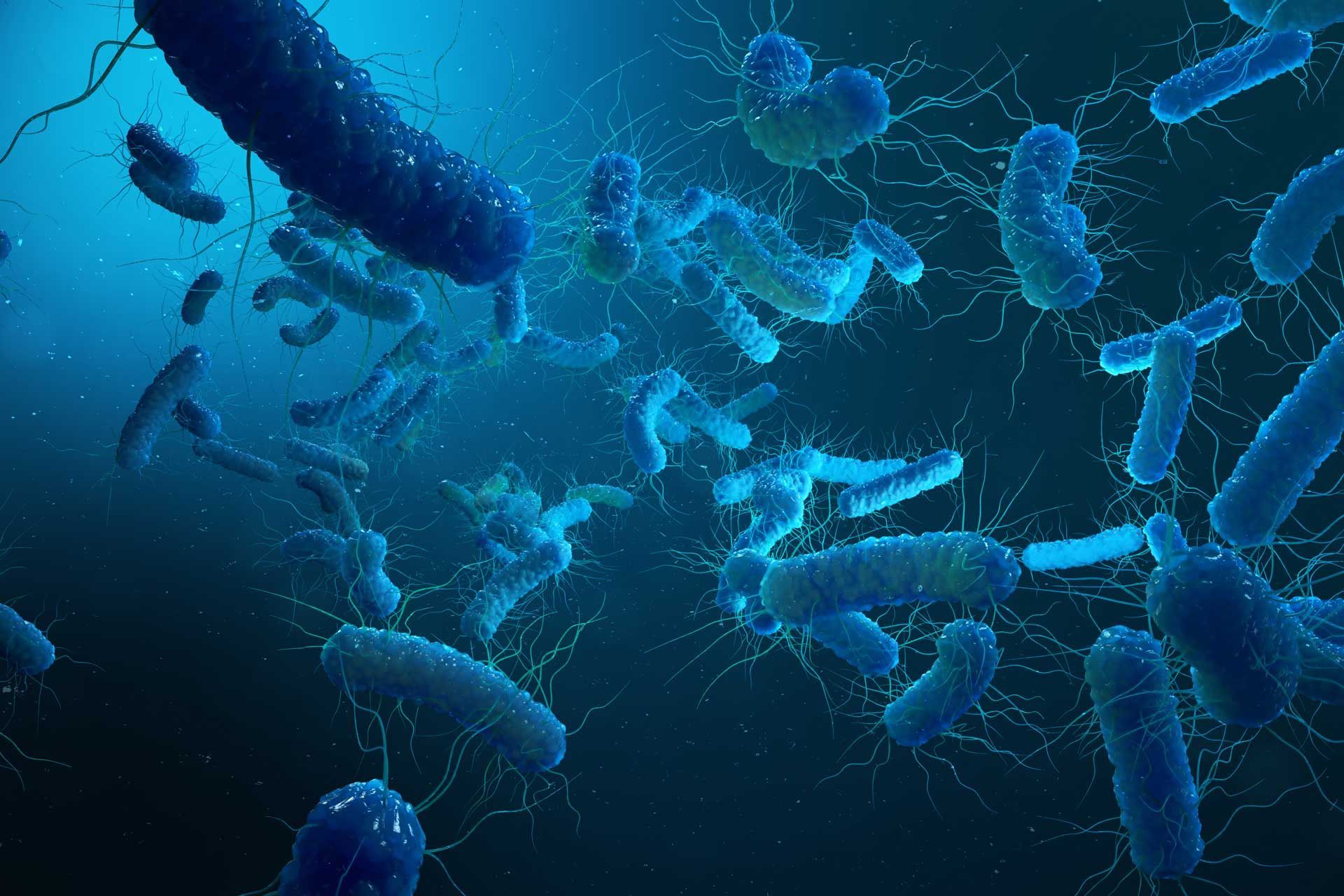 bacteria inside commercial septic tank