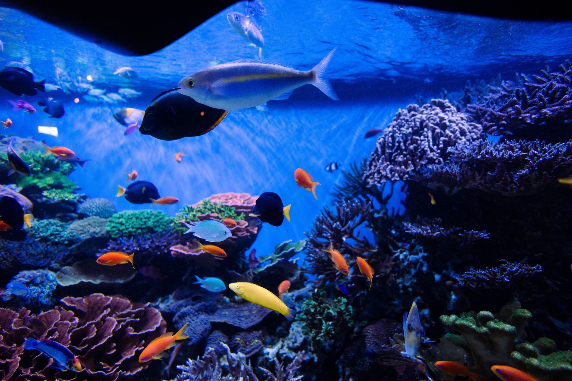 Florida Springs, Oceans & Aquatic Ecosystems | Ocala Aquarium
