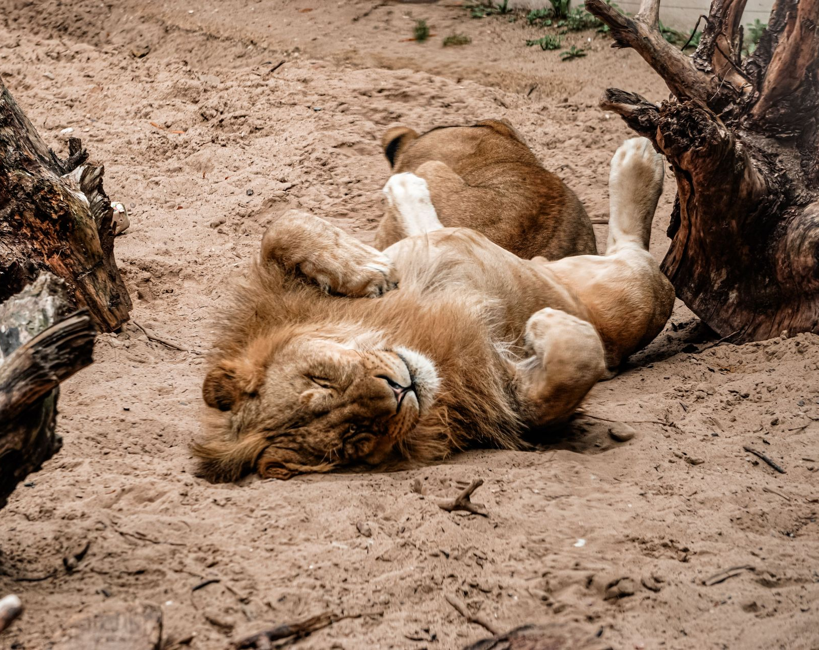 15 Fun Animal Facts for Kids | Ocala Zoo & Aquarium