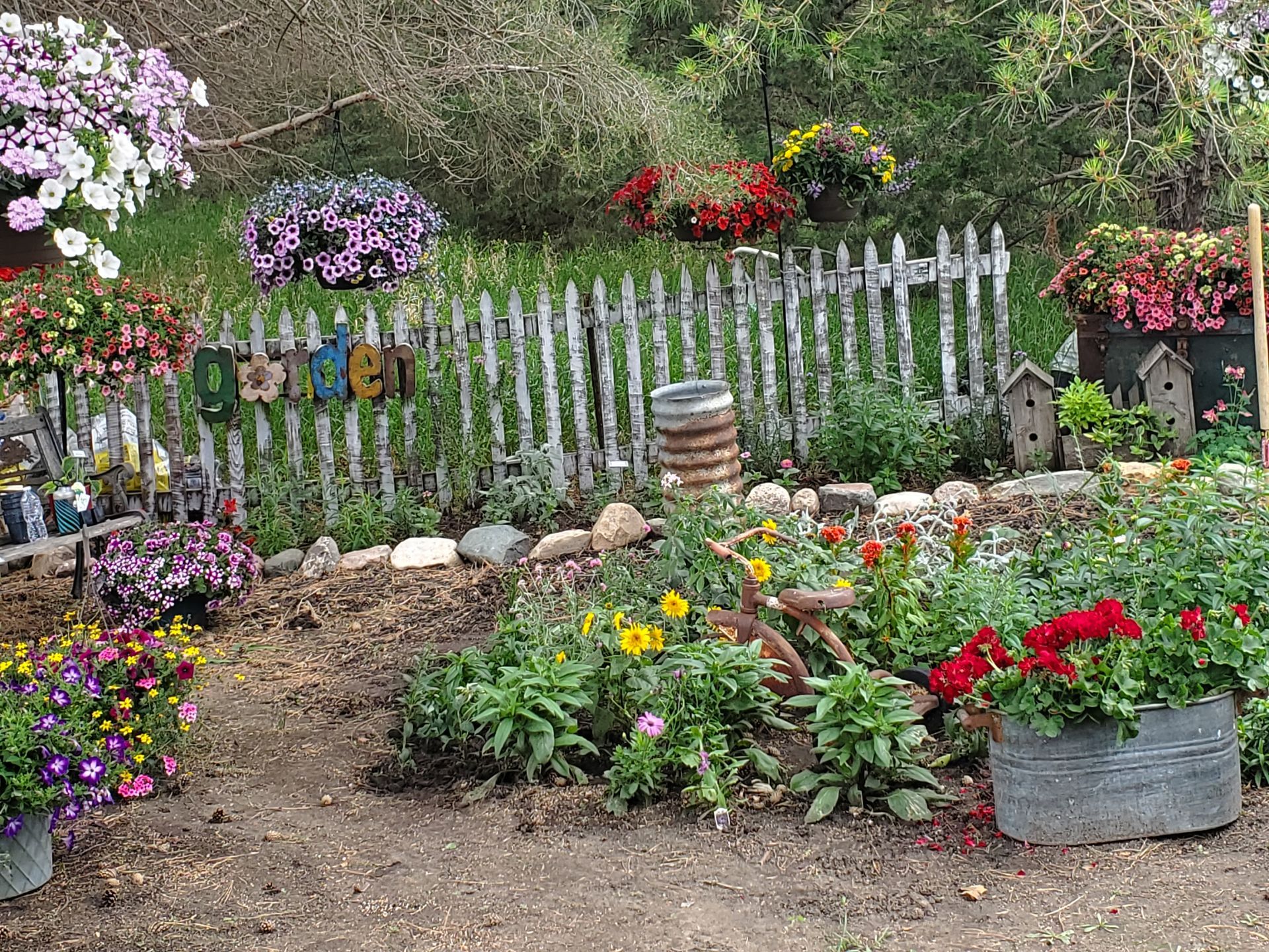 Clusters of vibrant yellow, orange, and red lantana flowers with green foliage.