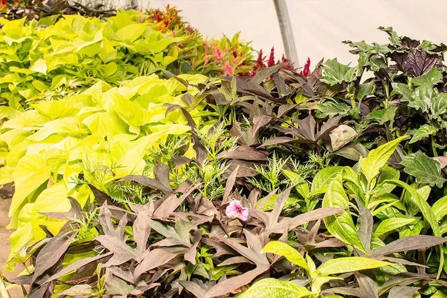Variety of colorful plants in a greenhouse setting.