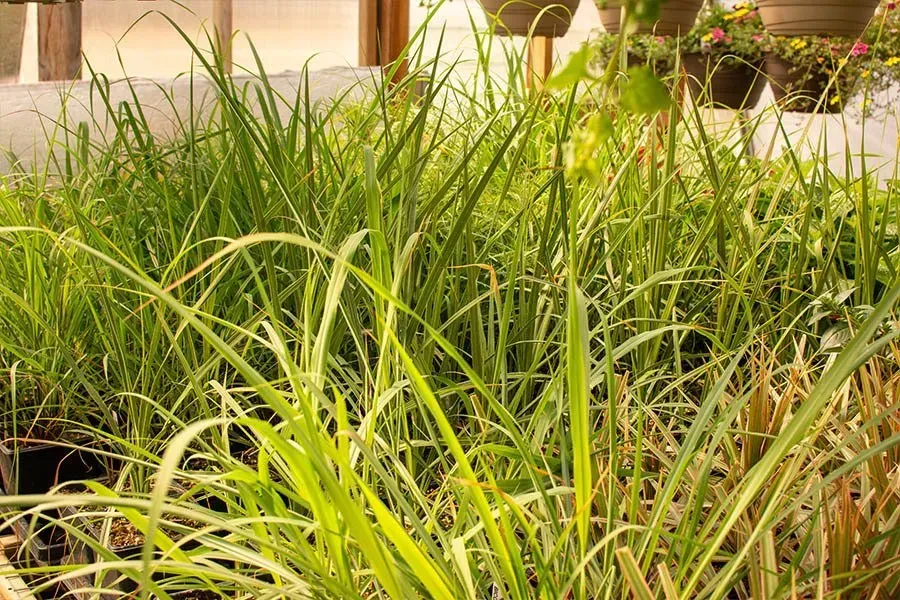 Green grass-like plants inside a greenhouse with hanging flower pots in the background.