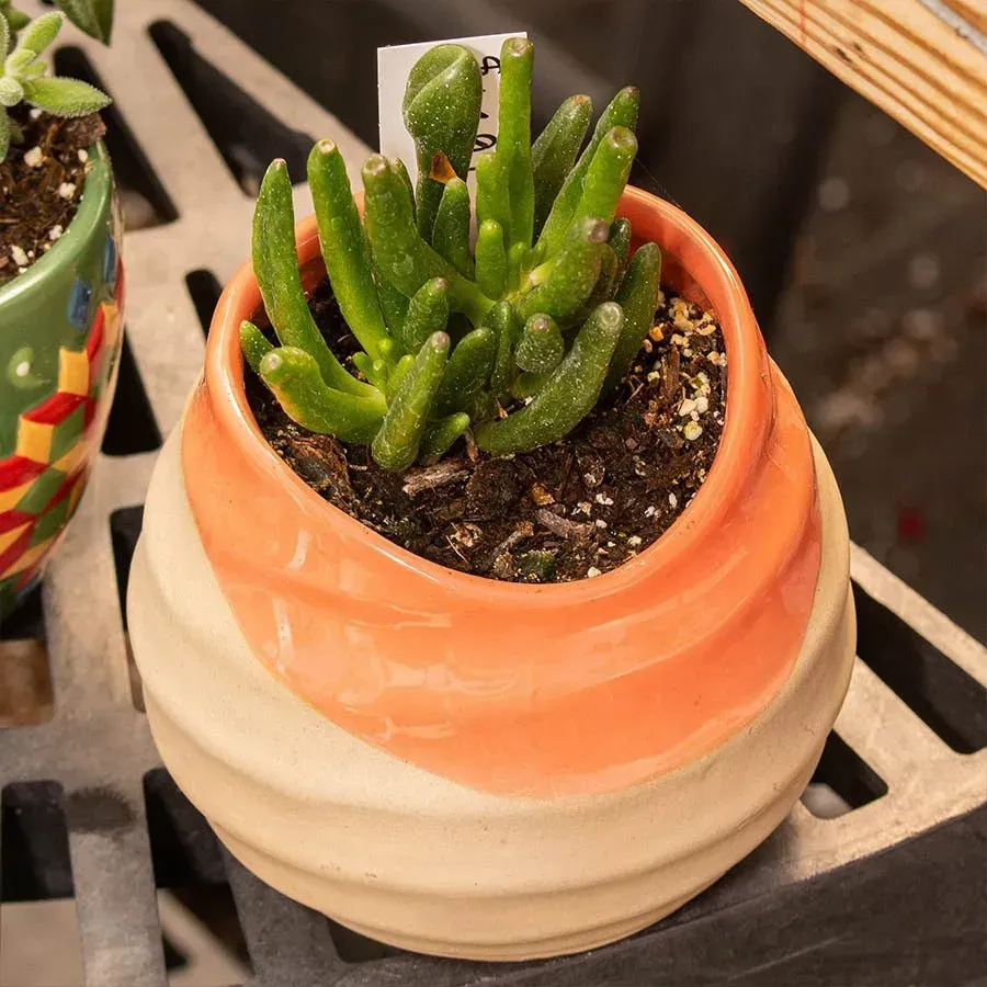 Small green succulent in an orange and beige ceramic pot on a metal shelf.