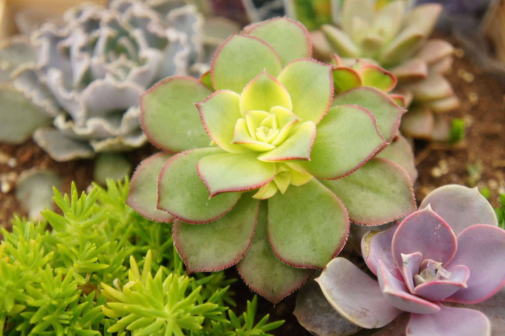 Close-up of assorted succulents in shades of green, purple, and yellow.