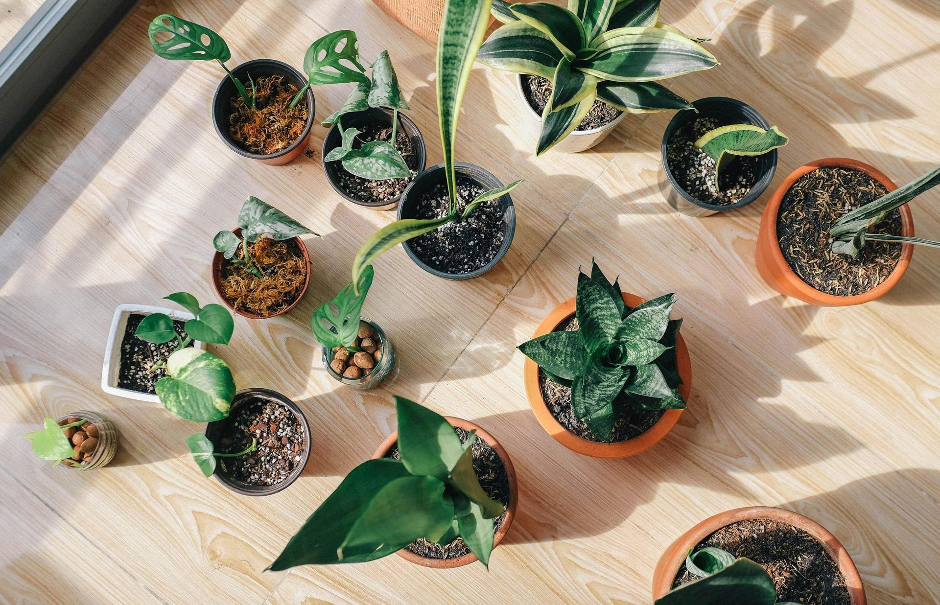 Houseplants