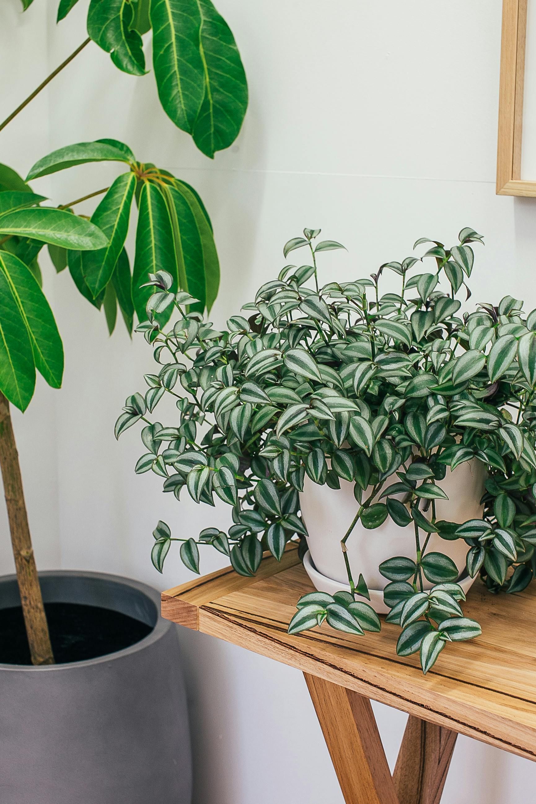 Houseplants