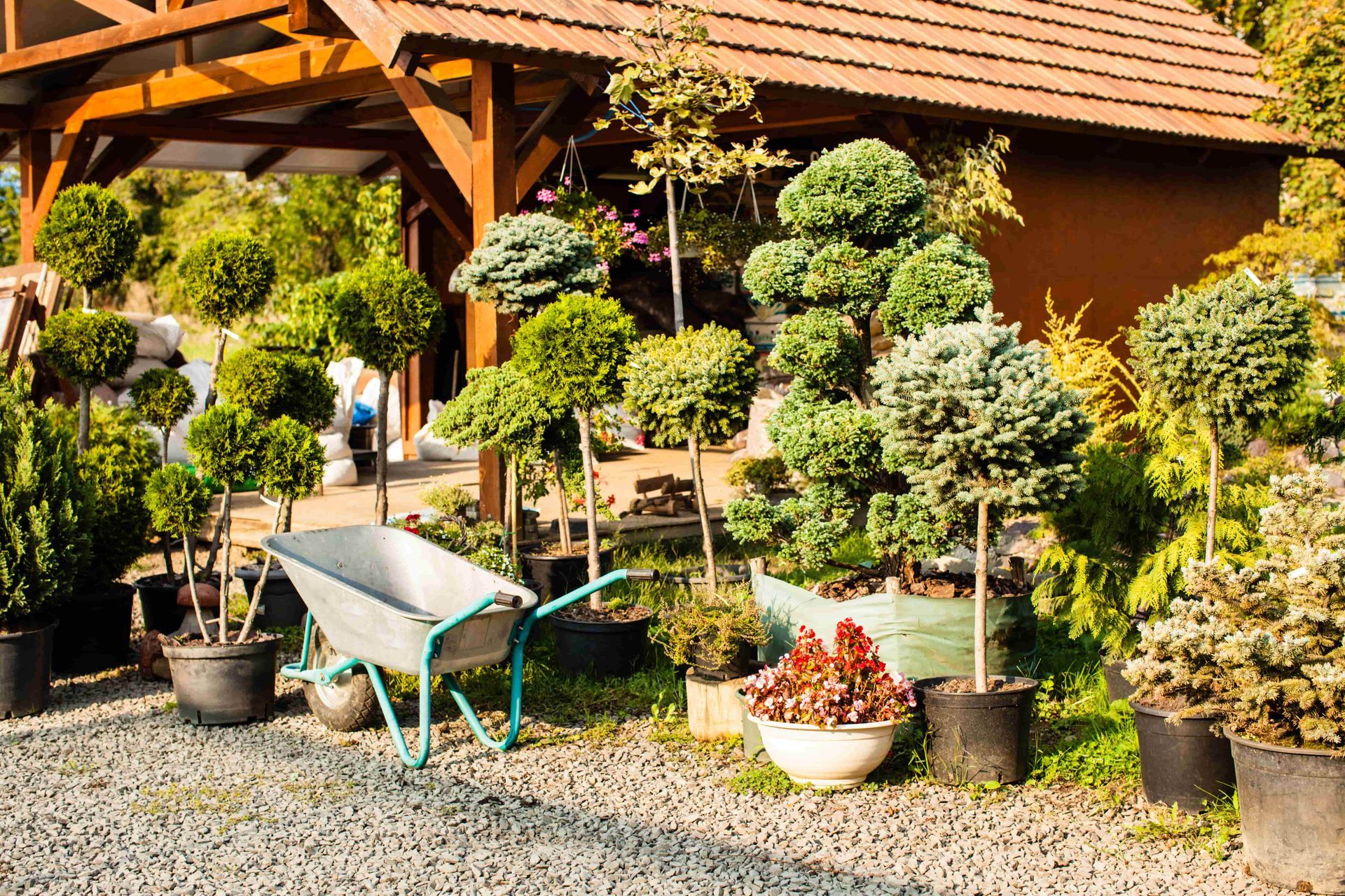 Garden center with various potted plants and a wheelbarrow under a wooden awning.