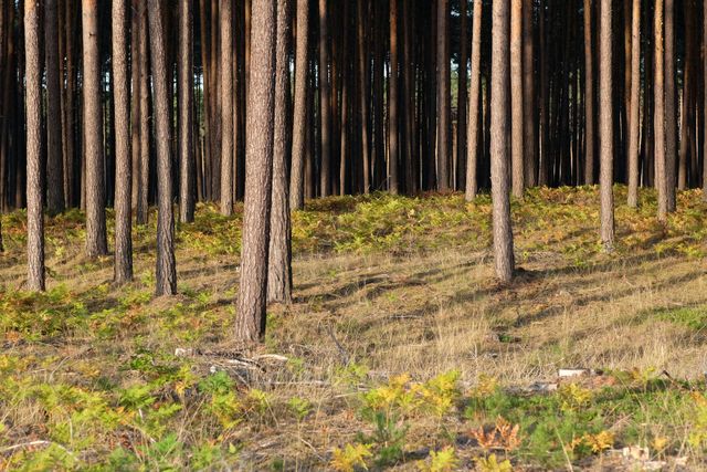 Pine forest with tall trunks and sparse green undergrowth on a sunlit slope