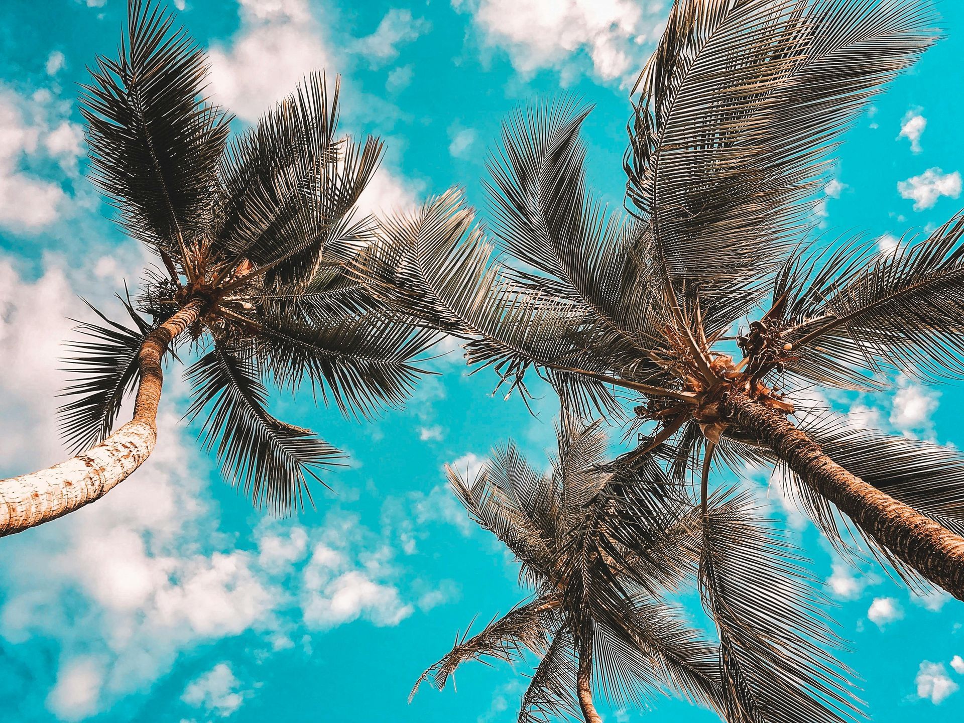 Palm trees against a bright blue sky with scattered white clouds