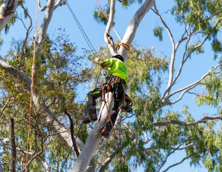 Lopping & Mulching — CQ Trees in Rockhampton, QLD Lopping & Mulching — CQ Trees in Rockhampton, QLD