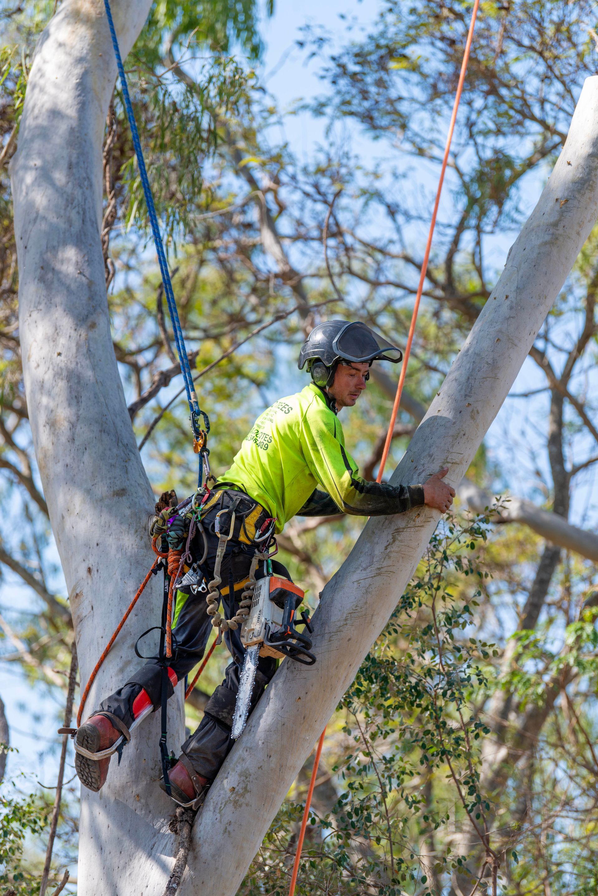 Tree Pruning with Cherry Picker — CQ Trees in Rockhampton, QLD Tree Pruning with Cherry Picker — CQ Trees in Rockhampton, QLD