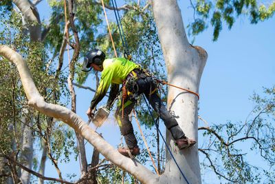 Arborist Cutting Tree — CQ Trees in Rockhampton, QLD
