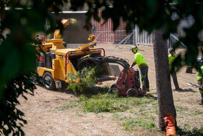 Trimming Hedge — CQ Trees in Rockhampton, QLD