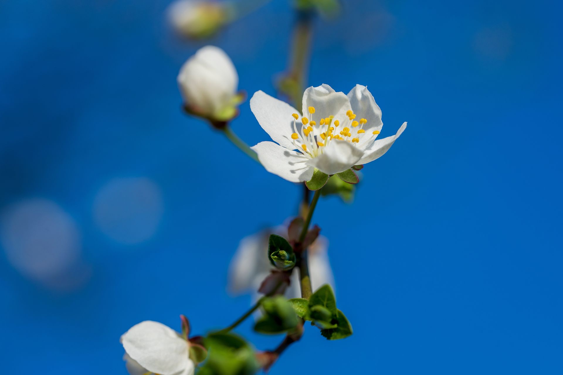 White blossoms on a branch against a bright blue sky