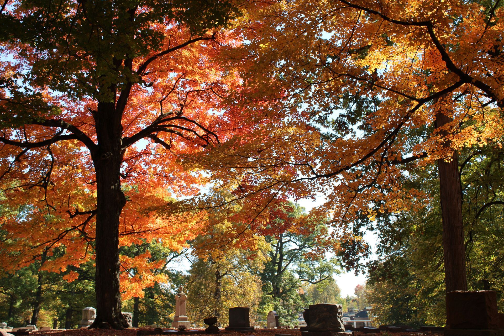 Autumn park scene with trees in red, orange, and gold leaves under warm sunlight