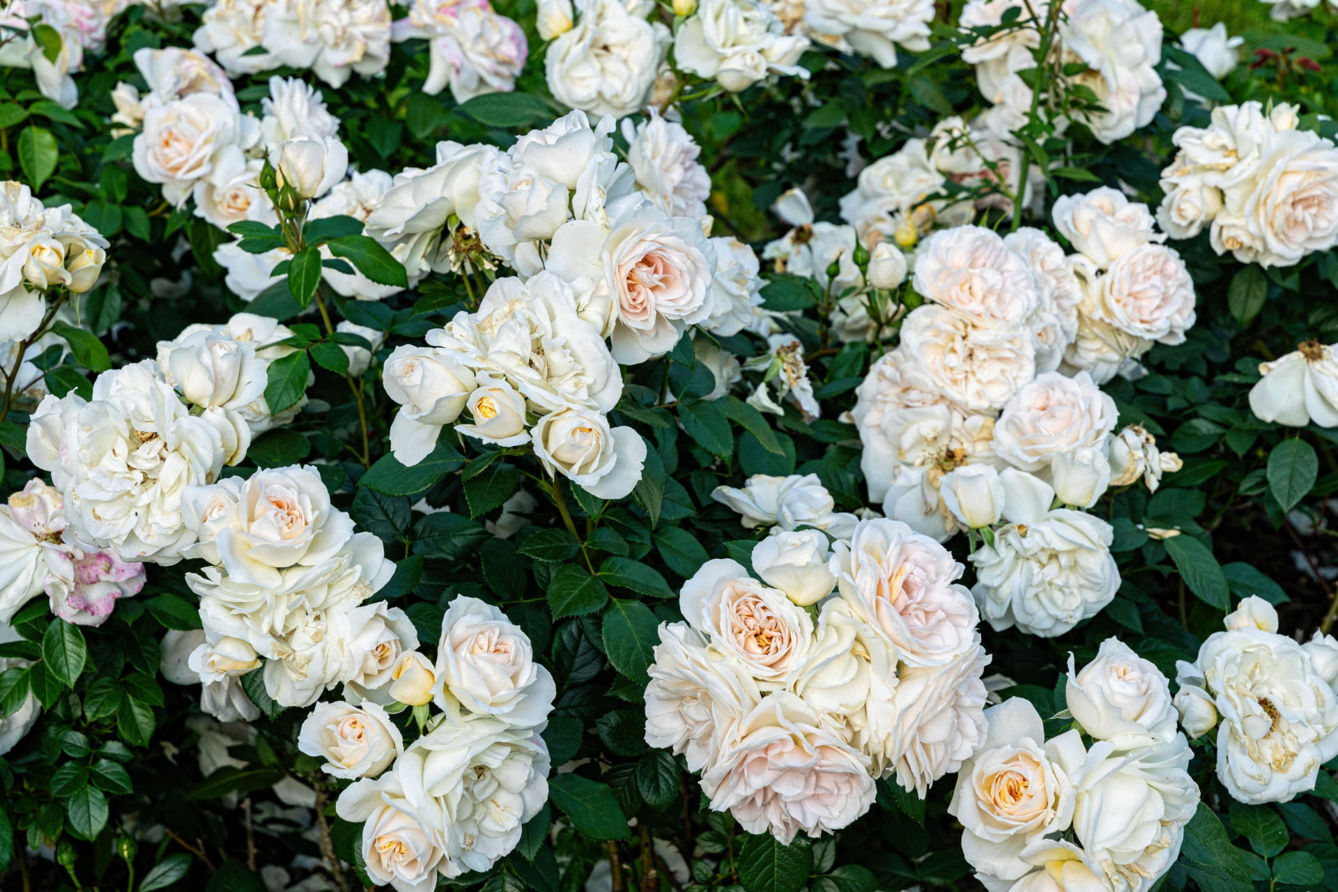 White roses in full bloom, clustered amidst dark green foliage.