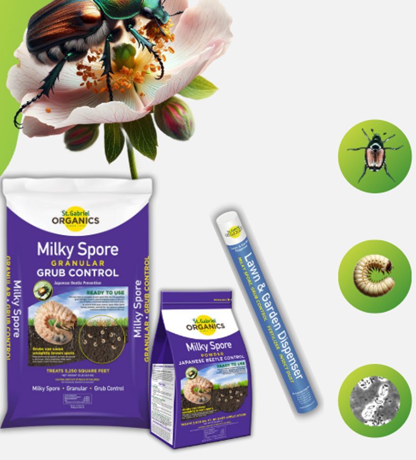 A bag of milky spore granular grub control