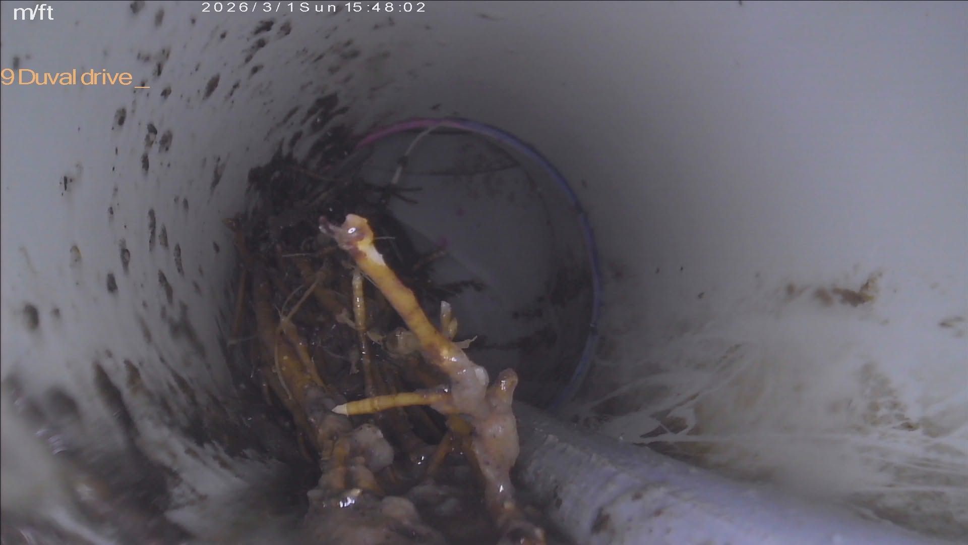 Inside A Gray Pipe, a Muddy Branch Blocks the Opening in a Dim, Wet Tunnel — Kerney Plumbing in Caroline Spring, VIC