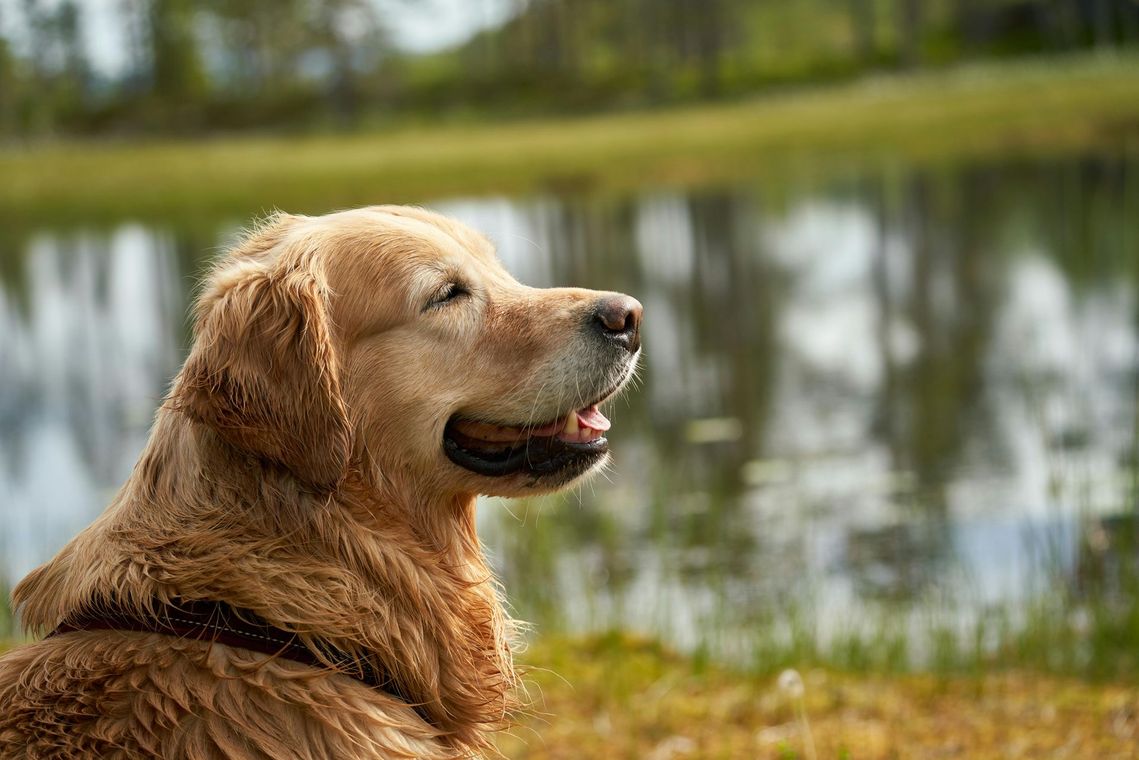 Golden retriever dog, wet fur, gazing peacefully by a pond.