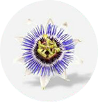 icona logo