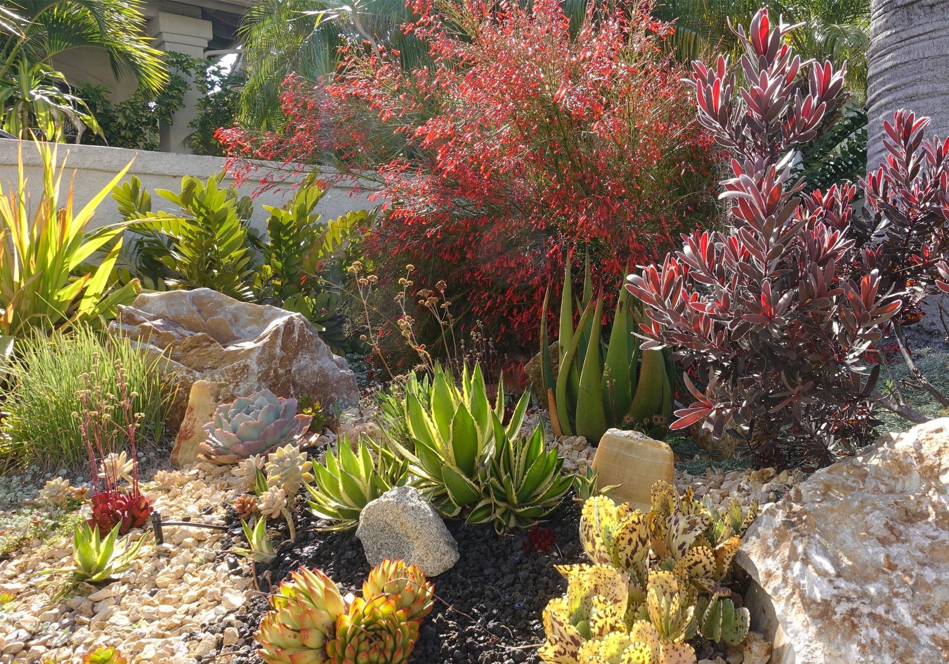 Succulent garden with various green and red plants, rocks, and sunlight.