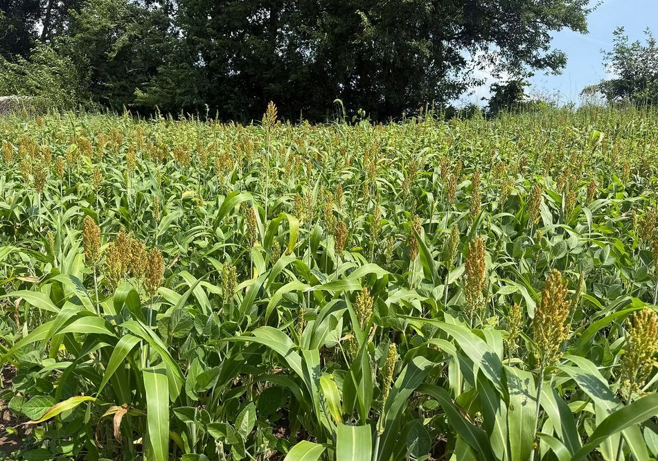 Tall corn and cover crops designed for a food plot in Southwest Wisconsin.